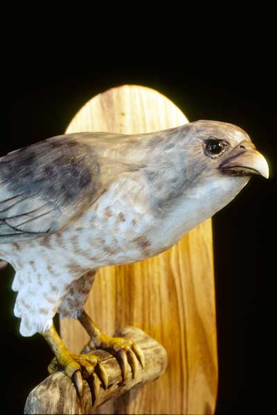 CoppersHawk